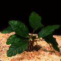 Anubias coffeefolia  Photo, characteristics and care