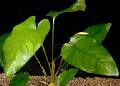 Aquarium Aquatic Plants Anubias gigantea, Green Photo, care and description, characteristics and growing