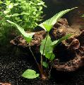 Aquarium Aquatic Plants Anubias gracilis, Green Photo, care and description, characteristics and growing
