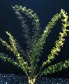 Photo Freshwater Plants Aponogeton Capuronii