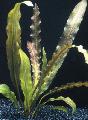 Aquarium Aquatic Plants Aponogeton rigidifolius, Green Photo, care and description, characteristics and growing
