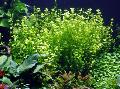 Aquário Plantas Aquáticas Baby Tears, Lindernia rotundifolia, Verde foto, cuidado e descrição, características e crescente