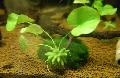 Aquarium Banana Plant, Nymphoides aquatica, Green Photo, care and description, characteristics and growing