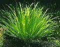 Photo Freshwater Plants Blyxa aubertii