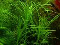 水筛属藻越南