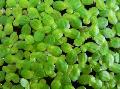 Common Duckweed, Lesser Duckweed  Photo, characteristics and care