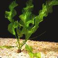 Aquarium Aquatic Plants Compact aponogeton, Aponogeton ulvaceus, Green Photo, care and description, characteristics and growing