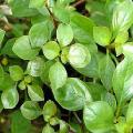 Creeping ludwigia, Narrow-leaf ludwigia care and characteristics