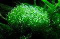 Crystalwort mosses Photo, characteristics and care