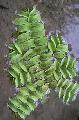 Eared Watermoss ferns Photo, characteristics and care