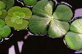 European waterclover  Photo, characteristics and care