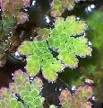 水族馆 水生植物 仙苔满江红 蕨类植物, Azolla caroliniana, 绿 照, 关怀 和 描述, 特点 和 成长