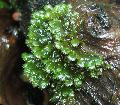 Akvarium Vannplanter Fissidens Splachnobryoides moser, grønn Bilde, omsorg og beskrivelse, kjennetegn og voksende