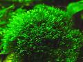 Akvārijs ūdensaugi Fissidens Splachnobryoides sūnas, zaļš Foto, ka un apraksts, raksturlielumi un augošs