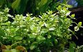 Giant bacopa  Photo, characteristics and care