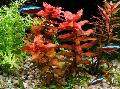 Giant Red Rotala  Photo, characteristics and care