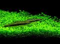 水族館 水生植物 Glossostigma Elatinoides, 緑色 フォト, ケア と 説明, 特性 と 成長