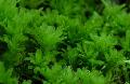 Akvārijs ūdensaugi Hart Mēle Moss Timiāns sūnas, Plagiomnium undulatum, zaļš Foto, ka un apraksts, raksturlielumi un augošs