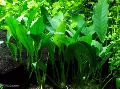Aquarium Aquatic Plants Lance Spearhead, Anubias barteri var. Angustifolia, Green Photo, care and description, characteristics and growing
