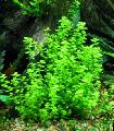 照 淡水植物 Micranthemum Umbrosum