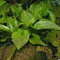 Photo Freshwater Plants Ottelia alismoides