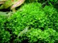 Aquarium Aquatic Plants Plagiomnium Trichomanes mosses, Green Photo, care and description, characteristics and growing