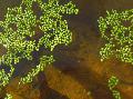 Rootless Duckweed  Photo, characteristics and care