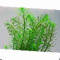 Aquarium Waterplanten Rotala Najean, Groen foto, zorg en beschrijving, karakteristieken en groeiend