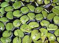 Salvinia auriculata ferns Photo, characteristics and care