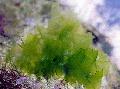 Photo Marine Plants (Sea Water) Sea lettuce