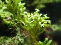 Photo Marine Plants (Sea Water) Serrated green seaweed