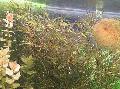 Akvarij Vodne Rastline Slender Najada, Najas guadelupensis, Najas Flexilis, rdeča fotografija, nega in opis, značilnosti in rast