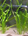 Photo Freshwater Plants Straight vallisneria