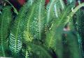 Photo Marine Plants (Sea Water) Tropical seaweed
