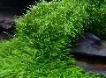 禾叶狸藻