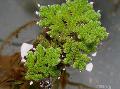 水族館 水生植物 水生シダ, Azolla filiculoides, 緑色 フォト, ケア と 説明, 特性 と 成長