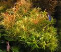 Aquarium Waterplanten Water Hedge, Peplis diandra, Didiplis diandra, Rood foto, zorg en beschrijving, karakteristieken en groeiend