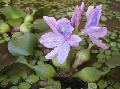 Water hyacinth  Photo, characteristics and care