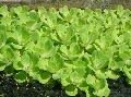 Water Lettuce  Photo, characteristics and care