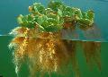 Akvaarium Veetaimede Vee Salat, Pistia stratiotes, roheline Foto, hoolitsemine ja kirjeldus, omadused ja kasvav