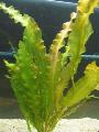 Aquarium Wavy-edged swordplant, Ruffled Aponogeton, Aponogeton crispus, Green Photo, care and description, characteristics and growing