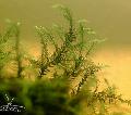 Willow moss Photo and characteristics