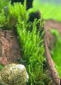 Zipper moss Photo and characteristics