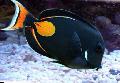Achilles Tang Photo, characteristics and care