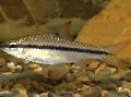 African Blackband Barb care and characteristics