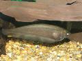 African Knifefish Photo, characteristics and care
