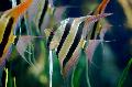 Altum Angelfish, Pterophyllum altum Pellegrin, Striped Photo, care and description, characteristics and growing