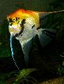 Angelfish scalare care and characteristics