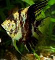 Iasc Aquarium Scalare Angelfish, Pterophyllum scalare, chonaic Photo, cúram agus Cur síos, saintréithe agus ag fás