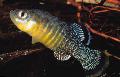 Aquarium Fish Aphanius, Motley Photo, care and description, characteristics and growing